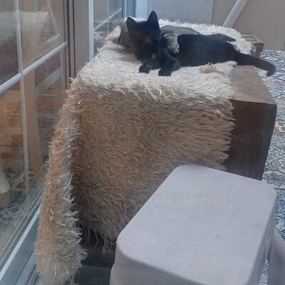 Kedi dinlenme alanında uyuyan siyah beyaz kedi, rahat ve konforlu ortamda güneş ışığıyla aydınlatılmış, evcil hayvanlar için tasarlanmış güvenli bir alan.