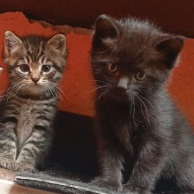 Siyah ve gri renkli iki küçük kedi yavrusu, ev ortamında sevimli ve dikkat çekici pozlar sergiliyor.