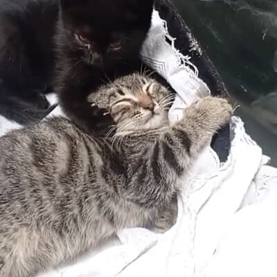 Siyah ve gri renkli iki kedi yavrusu, yumuşak battaniye üzerinde uyuyor, sıcak ve rahat bir ortamda sevimli anlar yaşıyorlar.
