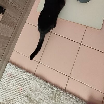 Kedi mama kabı ve paspas ile kedinizin konforu sağlanıyor. Siyah kedinin mama kabına yaklaştığı, ev ortamında rahat ve temiz bir yaşam alanı.