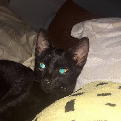 Kara kedi, yumuşak yatakta dinlenirken, parlak mavi gözleriyle dikkat çekiyor. Rahat ve huzurlu bir ortamda, evdeki konforunu gösteren sevimli bir kedi fotoğrafı.