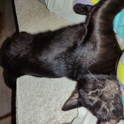 Uyuyan siyah kedi, rahat ve huzurlu bir şekilde yatarken, yumuşak yüzeyi ve sakin haliyle dikkat çekiyor.