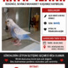 Muhabbet kuşum kayıp