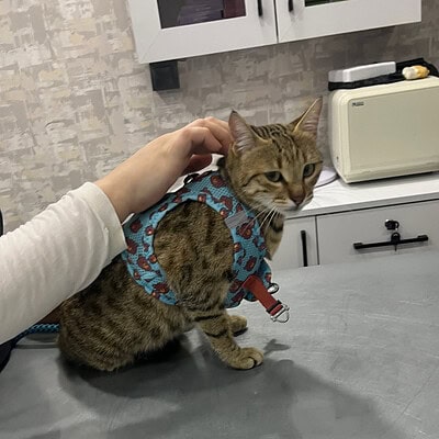 Kedili kedi, tasmalı ve sevgiyle okşanan, mutlu ve sağlıklı bir evcil hayvan. Modern mutfakta, kedinin rahat ve güvende olduğu anlar. Evcil hayvan bakımı ve kedilerin sevimli halleriyle ilgil.