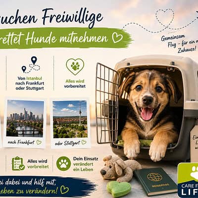 Güvenli köpek taşıma ve sahiplendirme için gönüllü arıyoruz, İstanbul, Frankfurt veya Stuttgart'tan köpekler için.