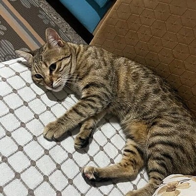 Kedili evcil kedi, rahat ve konforlu bir yatakta dinleniyor. Yatak odasında, ev ortamında, huzurlu ve rahat bir anın tadını çıkarıyor.
