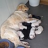 ACİL GEÇİCİ YUVA! 10 yavrusu olan anne köpeği barınağından kurtarın