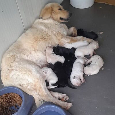 Anne köpek ve yeni doğan yavru köpekler, barınakta güvenli ve sevgi dolu bir ortamda. Anne köpek, yavrularını koruyor ve emziriyor. Bu sevimli ve masum yavrular, hayvan hakları ve koruma projeleriyle.