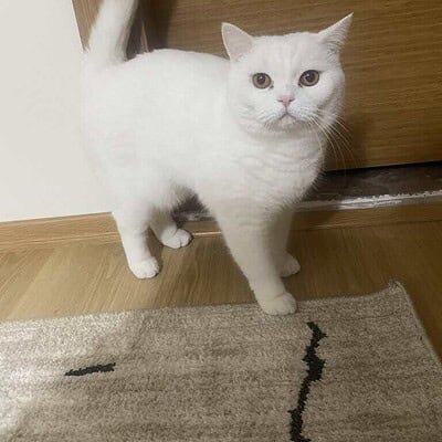 Sevimli beyaz kedi, yuvarlak yüzü ve parlak gözleriyle dikkat çekiyor. Ahşap zemin ve kapı arkasında duruyor, ev ortamında mutlu ve sağlıklı görünüyor.
