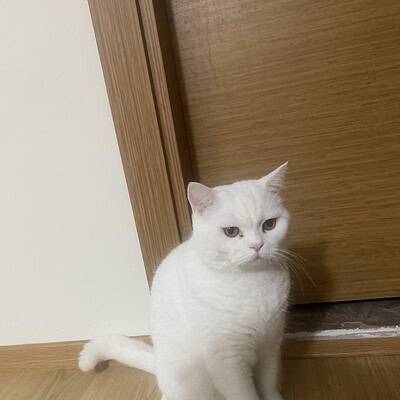 Beyaz kedi, ahşap kapı ve zemin önünde oturuyor, dikkatli ve meraklı bakışlar.