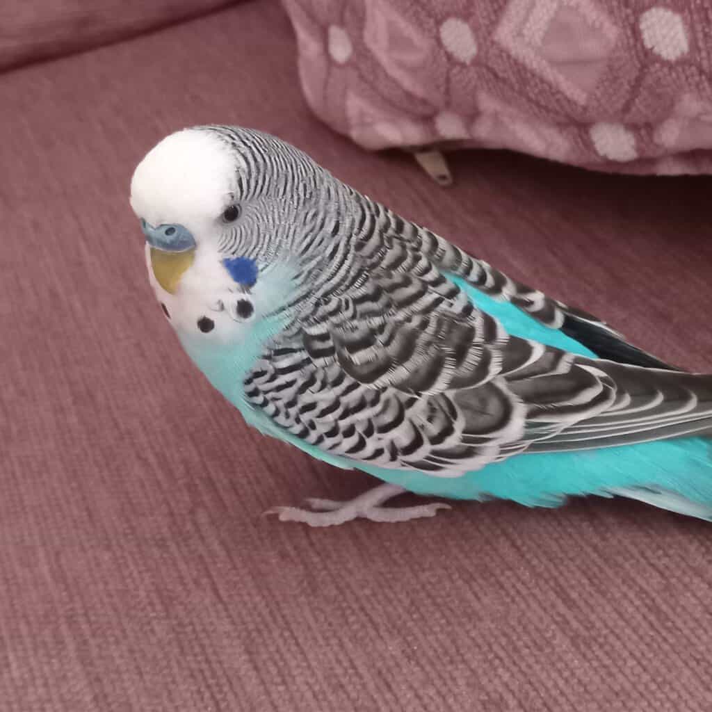 Kahramanlarımızın sokaktaki patileriyle kahraman ol, muhabbet kuşu detaylı görünüm.
