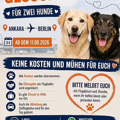 Köpeklerimizle uçuş arayanlar için, sokakta patili kahramanlarımızın fotoğrafı, Ankara ve Berlin arasında, uygun fiyatlı ve sorunsuz seyahat imkanı.