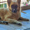 3 legged Sweety needs a HOME – German Shepherd Mix