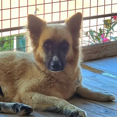 Köpek, sokakta patileriyle gururla duruyor, bizim patilerimiz sokakta kahraman olmaya hazır.