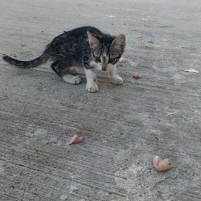 Kedi sokakta bizim patilerimizin kahramanı olarak, sokaklarda keşif yaparken.