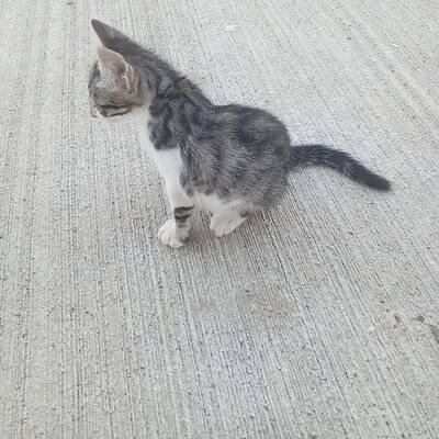 Kedi sokakta yürüyüş yaparken, bizim patilerimizin kahramanı ol.