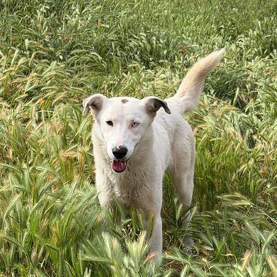 Kırlarda yürüyüş yapan, bizim sokaktaki patimize kahraman olma rolüyle sahip çıkan köpek.
