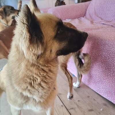 Kaldırımda yürüyen, bizim patilerimizin kahramanı olan Alman Kurdu köpeği, dikkat çekici ve sadık dostumuz.