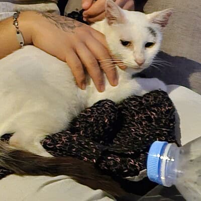 Kedi ve sahibi sokakta ayaklar üzerinde duruyor, bizim patilerimiz sokakta kahraman olmaya hazır.