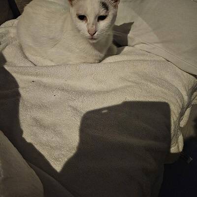 Kedi, sokakta patileriyle kahramanımız olan bizim için. Sevimli ve dikkat çekici bir sokak kedisi portresi.