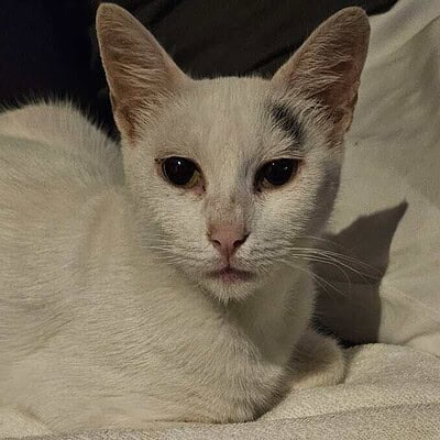 Kedi, sokakta patileriyle kahramanımız olan bizim için. Sevimli ve dikkat çekici, sokak kedisi, bebek kedisi, evcil hayvan, kedi fotoğrafı.