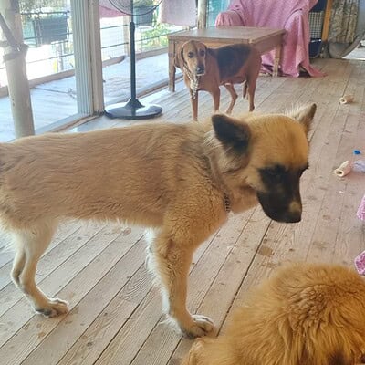 Kediler ve köpekler sokakta, bizim patilerimizle kahraman olma yolunda. Sevgiyle, dostlukla ve güvenle bir arada.