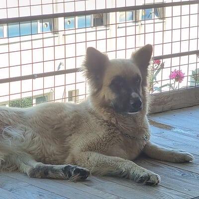 Köpek, sokakta yürüyüş yaparken bizim patilerimizin kahramanı olarak öne çıkıyor.