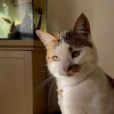 Kedi, sokakta patileriyle kahramanımız olan sevimli dostumuz, dikkatle bakıyor.