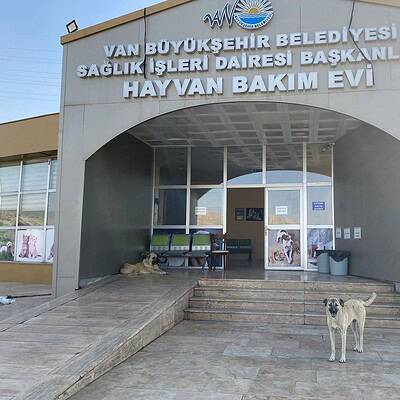 Köpekler sokakta, bizim patilerimiz sokakta kahraman olmayı bekliyor.