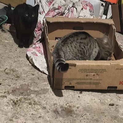 Kedi ve siyah kedi, sokakta, bizim patilerimizin kahramanı olarak, sokaklarda maceraya atılmış, kutu ve çevresinde keşif yapıyor.