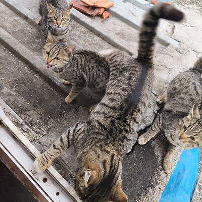 Be the hero of our paws on the street, sokak kedileri ve oyunları, doğal ortamda hareketli ve sevimli kediler.