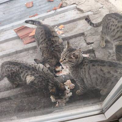 Be the hero of our paws on the street, sokak kedileri mama yerken, doğal ortamda, sevimli ve meraklı kediler.