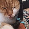 Pencereye sıkışan kedim için yardım eder misiniz