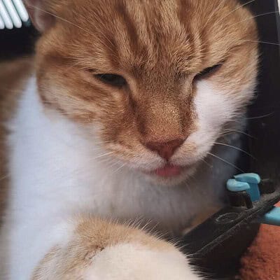 Kedi, sokakta patileriyle yürüyen kahramanımız gibi, sevimli ve dikkat çekici bir görüntü sergiliyor.