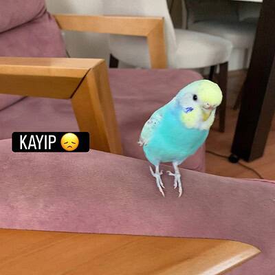 Kayıp kuşu bizim sokakta patileriyle kahraman olmaya hazır, dikkatli ve sevimli bir muhabbet kuşu.