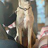 Jenny sucht ein Zuhause – Needs a home