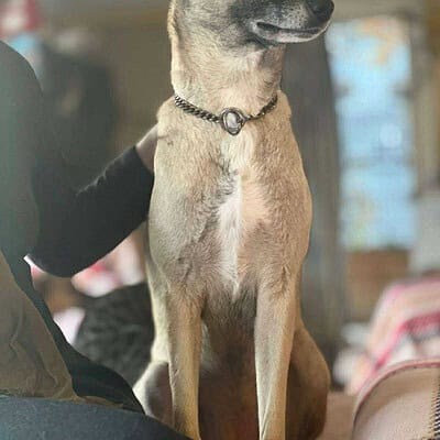 Köpek, sokakta patileriyle bizim kahramanımız olmaya hazır, dikkatli ve sevgi dolu bir duruş sergiliyor.