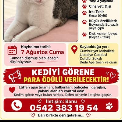 Be the hero of our paws on the street, kayıp kedi Bal arama görseli, Bal adlı kedinin kayboluşu ve bulunması için yardım çağrısı.