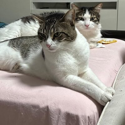 Kedilerimiz sokakta patileriyle kahraman gibi, bizimle evde rahatlıkla dinleniyorlar.