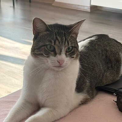 Kedi, sokakta patileriyle kahramanımız olan bizim için. Sevimli ve dikkat çekici, evcil hayvan fotoğrafı.