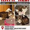 ATAKENT HALKALI KAYIP KEDİ