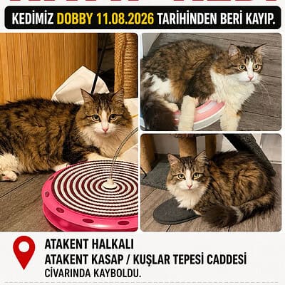 Be the hero of our paws on the street. Kayıp kedimiz için yardım edin, iletişim bilgileri ve detaylar burada.
