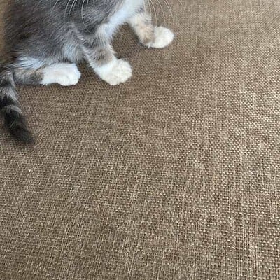 Kedi yavrusu, sokakta patileriyle yürüyen kahramanımız, sevimli ve dikkat çekici. Sokaklarda maceraya hazır, dikkatli ve meraklı bakışlar.