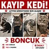 Kayıp kedi