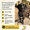 Flugbegleiter von Izmir -> München gesucht