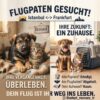 Flugpaten Gesucht – Istanbul Frankfurt – Flight Volunteer