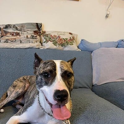 Köpek sokakta kahramanımız ol, evde rahat ve mutlu görünüyor.
