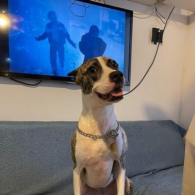 Köpek, sokakta ayaklar üzerinde duruyor ve bizim patilerimizin kahramanı olma yolunda. Onunla sokakta maceraya hazırız.
