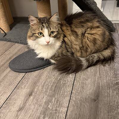 Kedi, sokakta patileriyle bizim kahramanlarımız ol, sokakta patileriyle bizim kahramanlarımız ol, sokakta patileriyle bizim kahramanlarımız ol, sokakta patileriyle bizim kahramanlarımız ol, sokakta, t.