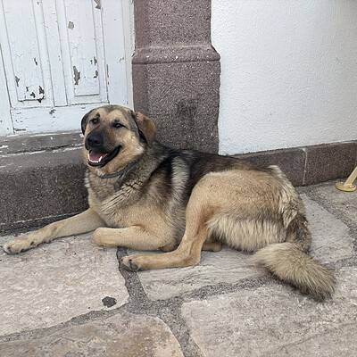 Be the hero of our paws on the street, sokakta yatan sevimli köpek, mutlu ve rahat görünüyor.